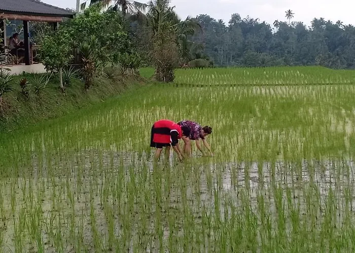 Kubu D'ume Jatiluwih
